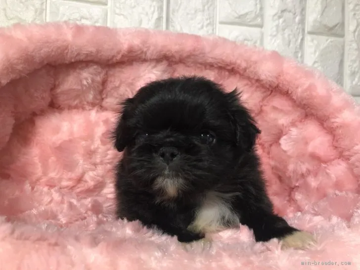 ID：1904-02761の子犬