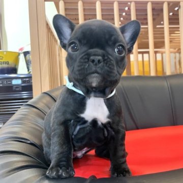 フレンチブルドッグ【岐阜県・女の子・2022年11月24日・ブリンドル】の写真「期間限定販売❣️1月21日迄」