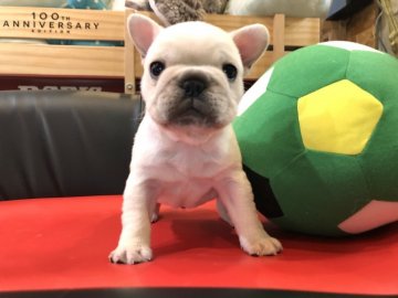 フレンチブルドッグ【岐阜県・男の子・2019年12月24日・クリーム&ホワイト】の写真「クリスマスイブベビー🎄鼻の色素最高✨」