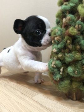 フレンチブルドッグ【岐阜県・女の子・2018年1月23日・パイド】の写真「毛艶の良さ✨」