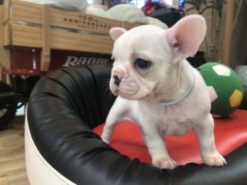 フレンチブルドッグ【岐阜県・女の子・2019年4月21日・クリーム&ホワイト】の写真「むちころ💓」