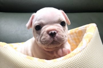 フレンチブルドッグ【岐阜県・男の子・2020年8月23日・ホワイト&クリーム】の写真「きれいなカラー✨」