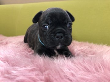 フレンチブルドッグ【岐阜県・男の子・2018年7月17日・ブリンドル】の写真「むちころ💕」