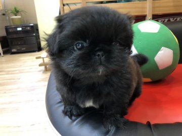 ペキニーズ【岐阜県・女の子・2019年11月16日・ブラック&ホワイトマーキング】の写真「お茶目な女の子💕」