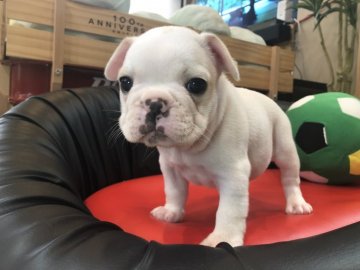 フレンチブルドッグ【岐阜県・男の子・2019年4月21日・クリーム&ホワイト】の写真「むちころ💓」