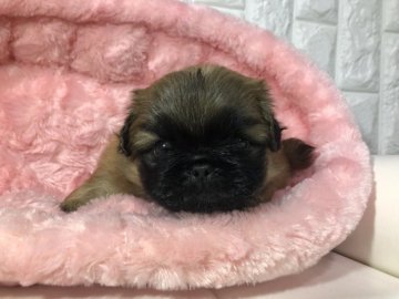 ペキニーズ【岐阜県・女の子・2019年3月27日・レッド&ブラックマスク】の写真「遺伝子検査クリアな両親から生まれた子犬ちゃん❣️」