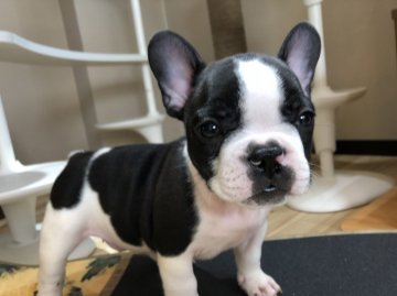 フレンチブルドッグ【岐阜県・男の子・2018年5月29日・パイド】の写真「激かわ💕」