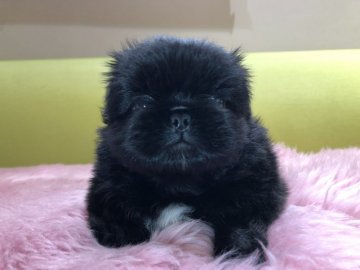ペキニーズ【岐阜県・男の子・2018年8月1日・ブラック&ホワイトマーキング】の写真「むちころ💕」
