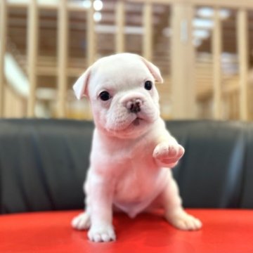 フレンチブルドッグ【岐阜県・男の子・2023年8月22日・クリームホワイト】の写真「ホワイトカラー⭐️10月19日まで掲載❣️」