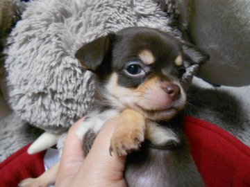 チワワ(スムース)【岐阜県・男の子・2014年10月27日・チョコタン】の写真「毛つやのいいかわいい目した男の子」