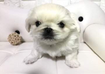 ペキニーズ【岐阜県・男の子・2020年3月10日・クリームホワイト】の写真「毛吹きが最高✨」