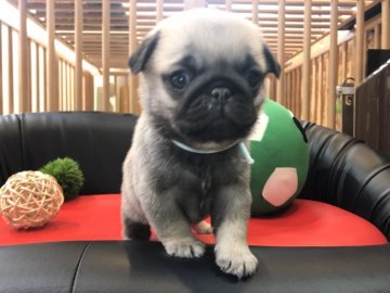 パグ【岐阜県・男の子・2020年10月4日・フォーン】の写真「めちゃかわ💕」