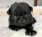 パグ【岐阜県・女の子・2019年8月23日・ブラック】の写真1「かわいい💕」