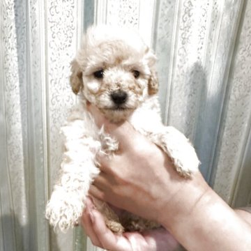 タイニープードル【愛媛県・男の子・2025年10月9日・アプリコット】の写真「12月7日までのご成約の金額🎄です。」