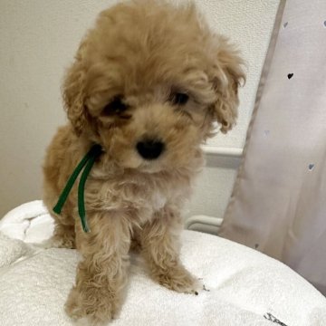 トイプードル(タイニー)【愛媛県・女の子・2025年10月9日・アプリコット又はクリーム】の写真「🎄クリスマス企画🎄
12月7日までのご成約」