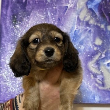 カニンヘンダックスフンド(ロング)【愛媛県・男の子・2024年12月28日・レッド】の写真「両親共に優良血統」