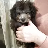 タイニープードル