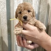 トイプードル(タイニー)