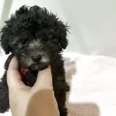 タイニープードル