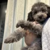 タイニープードル【愛媛県・女の子・2024年5月17日・シルバー】の写真1「１日90gぐらいフードを食べます。」