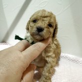 トイプードル(タイニー)