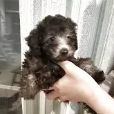 タイニープードル