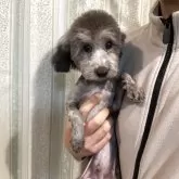 タイニープードル【愛媛県・男の子・2025年9月3日・グレー(シルバー)】の写真2