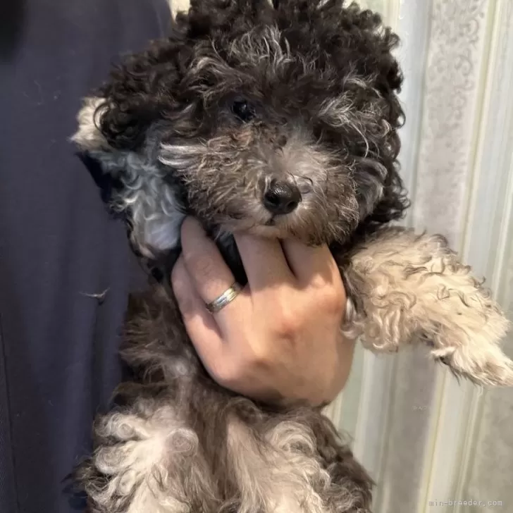 ID：2405-05629の子犬