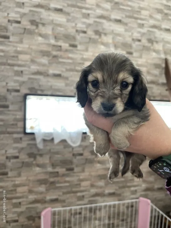 ID:2202-00459の子犬