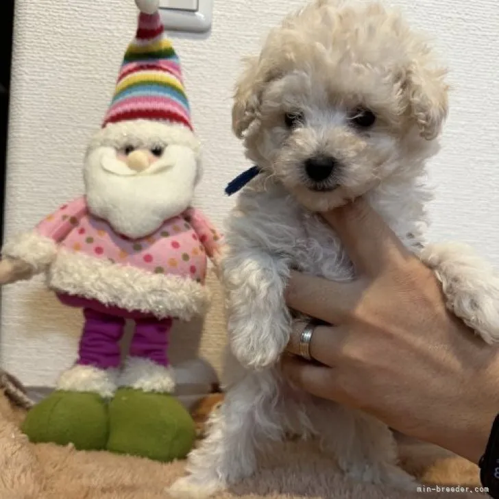 ID:2309-04251の子犬
