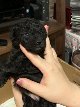 トイプードル(タイニー)【愛媛県・男の子・2018年11月22日・シルバー】の写真「ぽっちゃりな男の子」