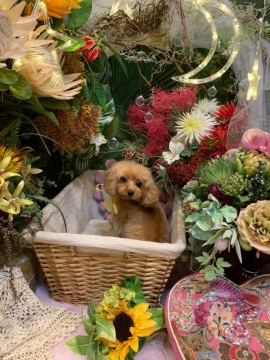 トイプードル(タイニー)【愛媛県・女の子・2020年2月19日・レッド】の写真「ちょっと🤏小さな女の子」