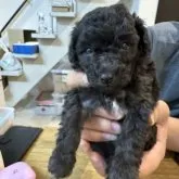 トイプードル(トイ)【愛媛県・女の子・2023年8月22日・シルバー】の写真1