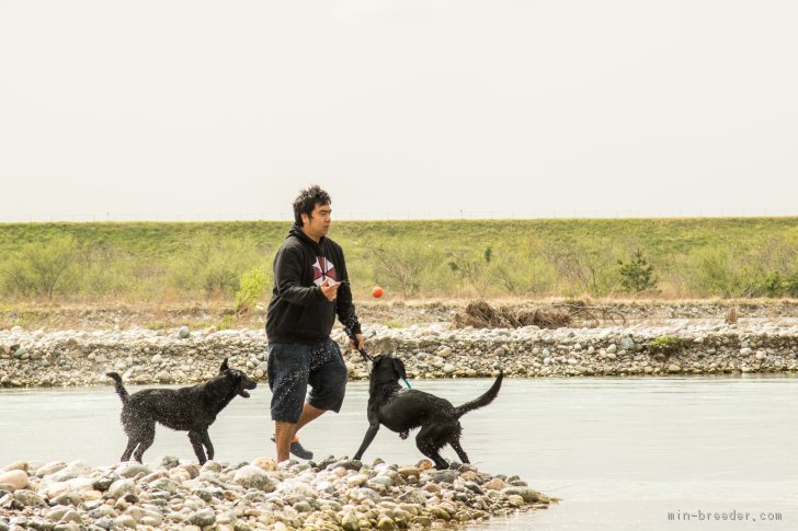 ２頭のラブラドールは、自然に囲まれてのびのびと暮らしています｜マクニコル　良治(まくにこる　よしはる)ブリーダー(富山県・ラブラドールレトリバー・JKC登録)の紹介写真1