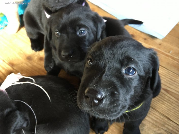 マクニコル良治ブリーダーのブログ：たくさん遊んで、たくさん学んで