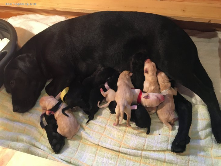 マクニコル良治ブリーダーのブログ：10匹の元気なラブラドールの子犬が産まれました！