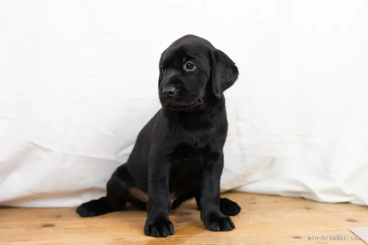 ID：1808-02511の子犬