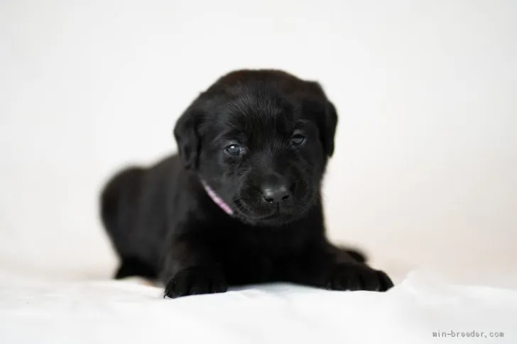 ID：1911-02999の子犬