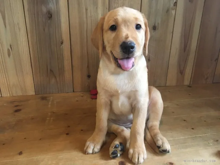 ID：1807-01121の子犬