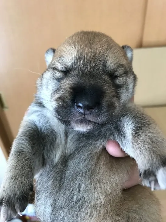 ID：1801-00469の子犬