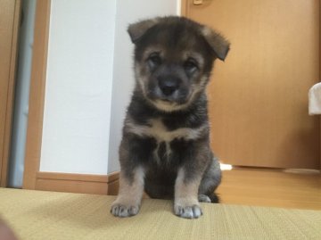 四国犬【東京都・男の子・2016年1月9日・黒胡麻】の写真「是非 展覧会に出陳して下さい」