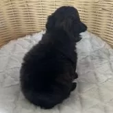 チワプー(トイプードル×チワワ)【茨城県・女の子・2025年10月2日・ダークブラウン】の写真11