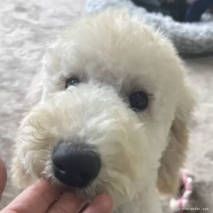 ID:2502-03206の子犬
