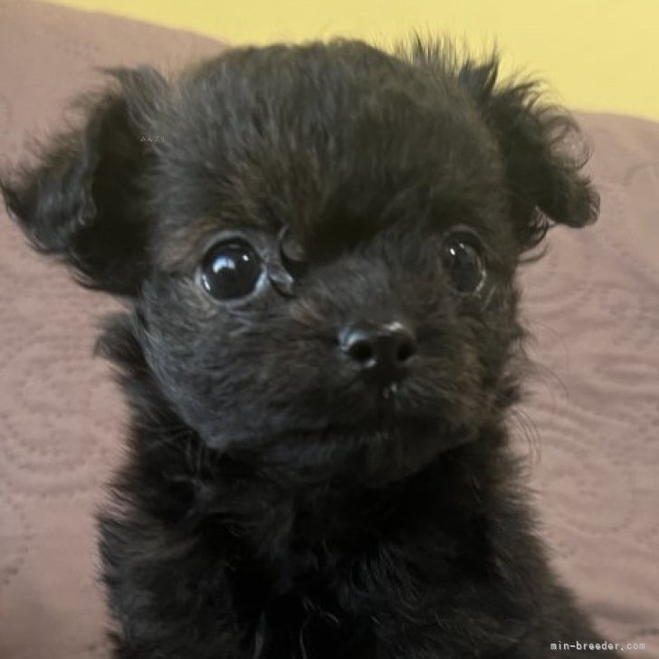 ブリーダー画像