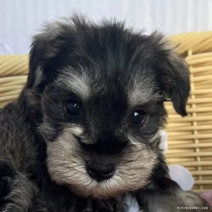ID：2507-08656の子犬