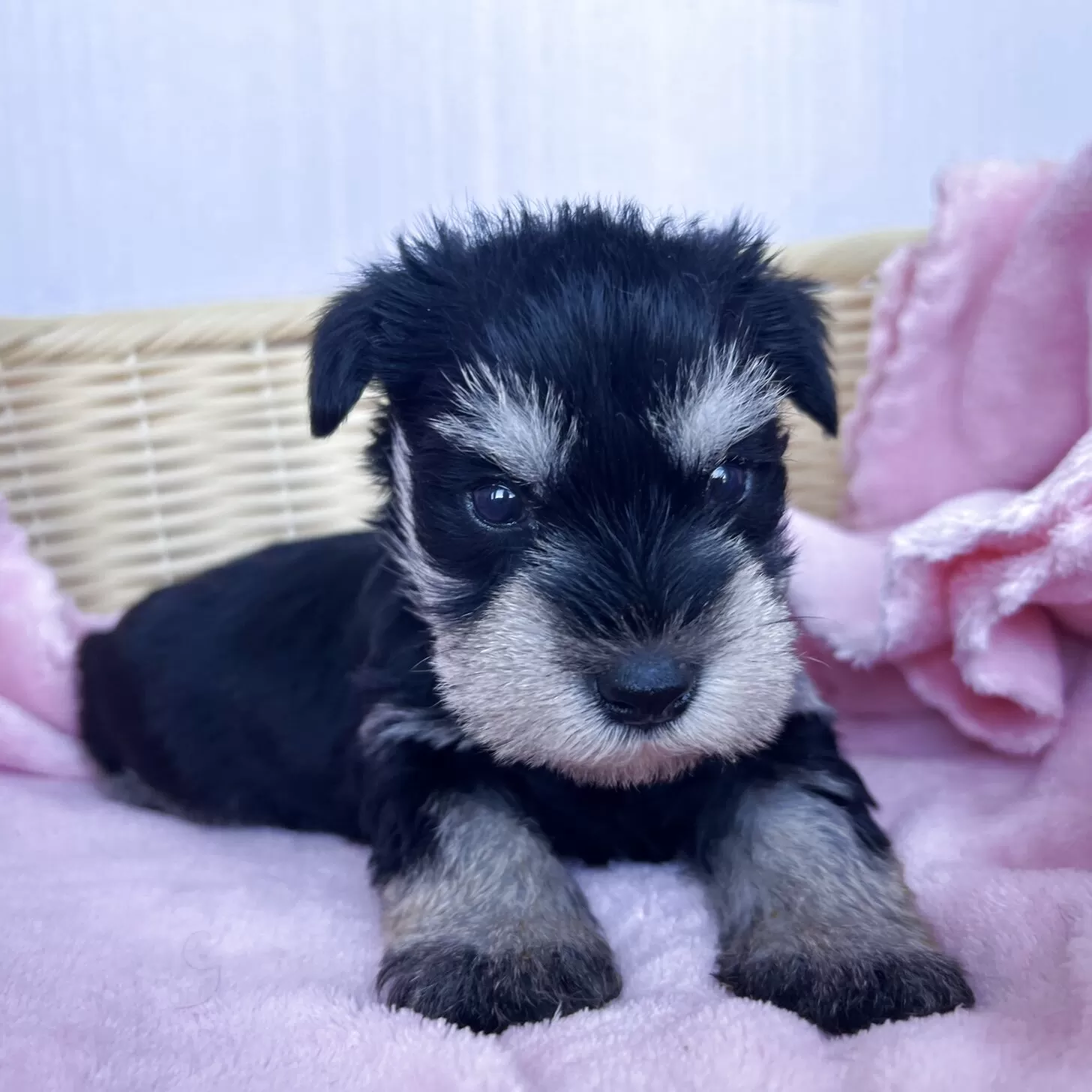 ID:2507-08651の子犬