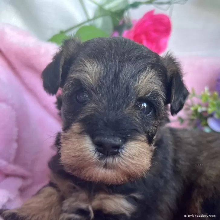 ID:2501-02415の子犬