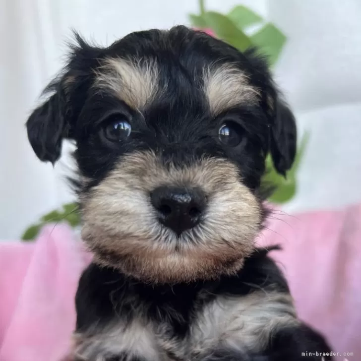 ID:2501-07913の子犬