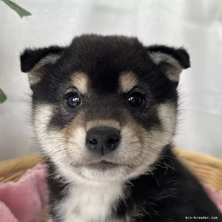 ID：2502-03231の子犬