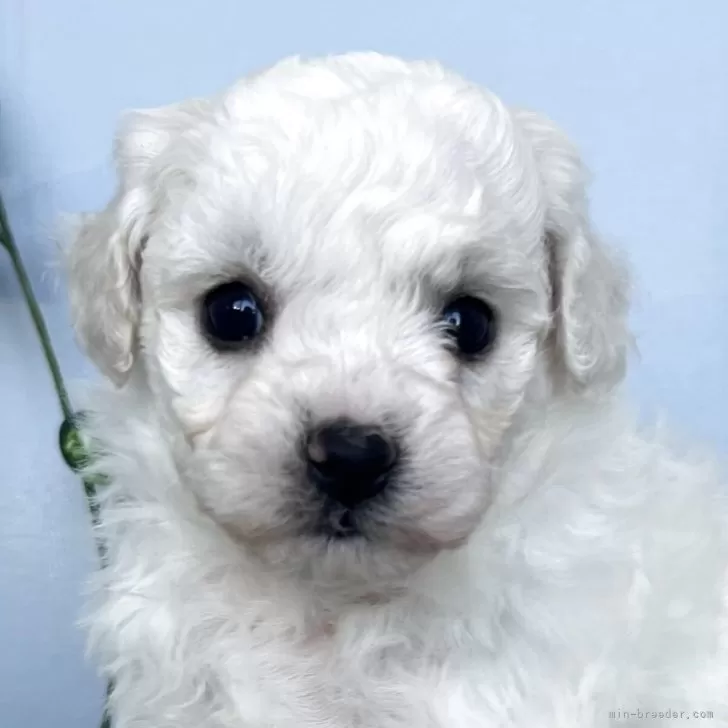 H.T 様のお迎えした子犬